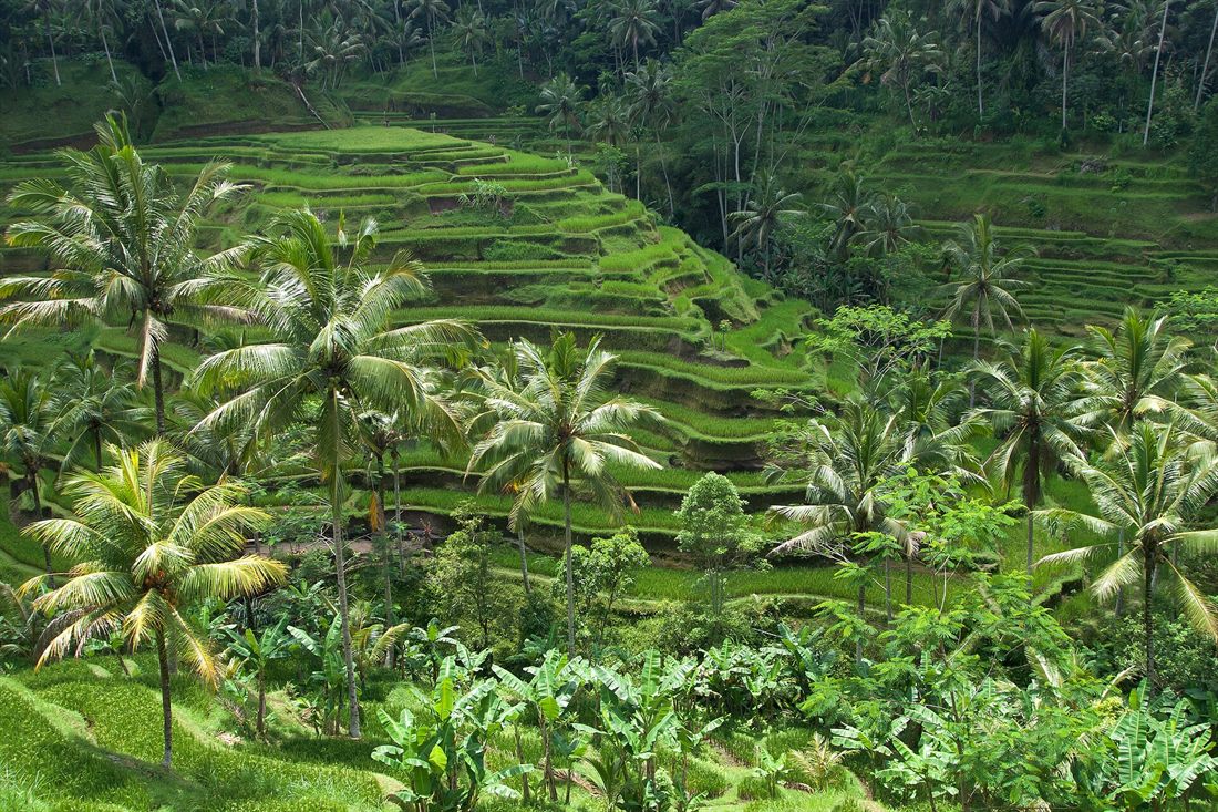 Terraced rice paddies and palm trees in Bali