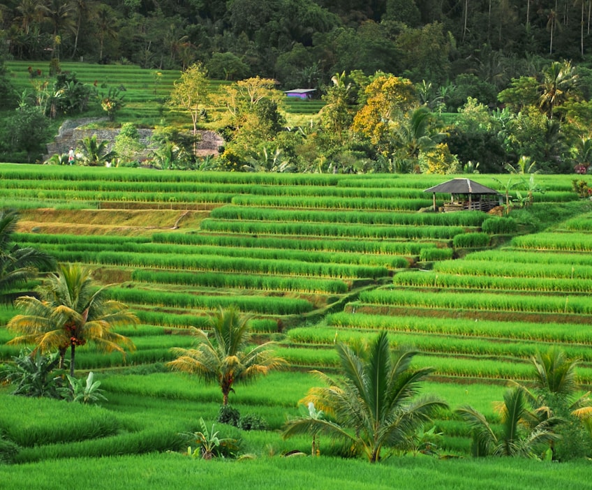 Bali rice terraces