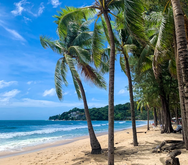 Palm-lined beach, Phuket